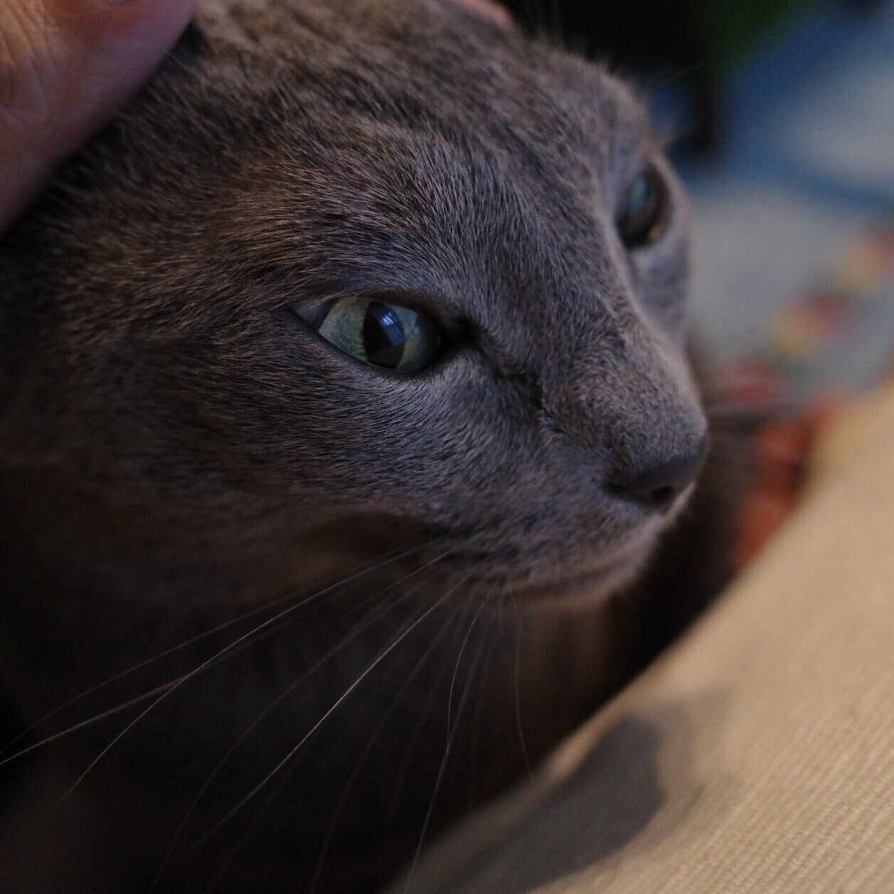 セイケトミオ ｜shirasu camera