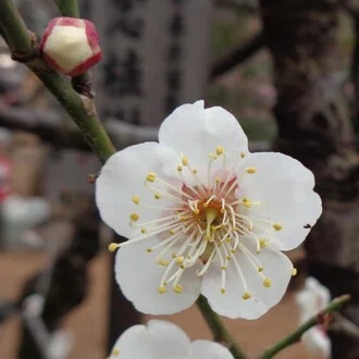 白梅