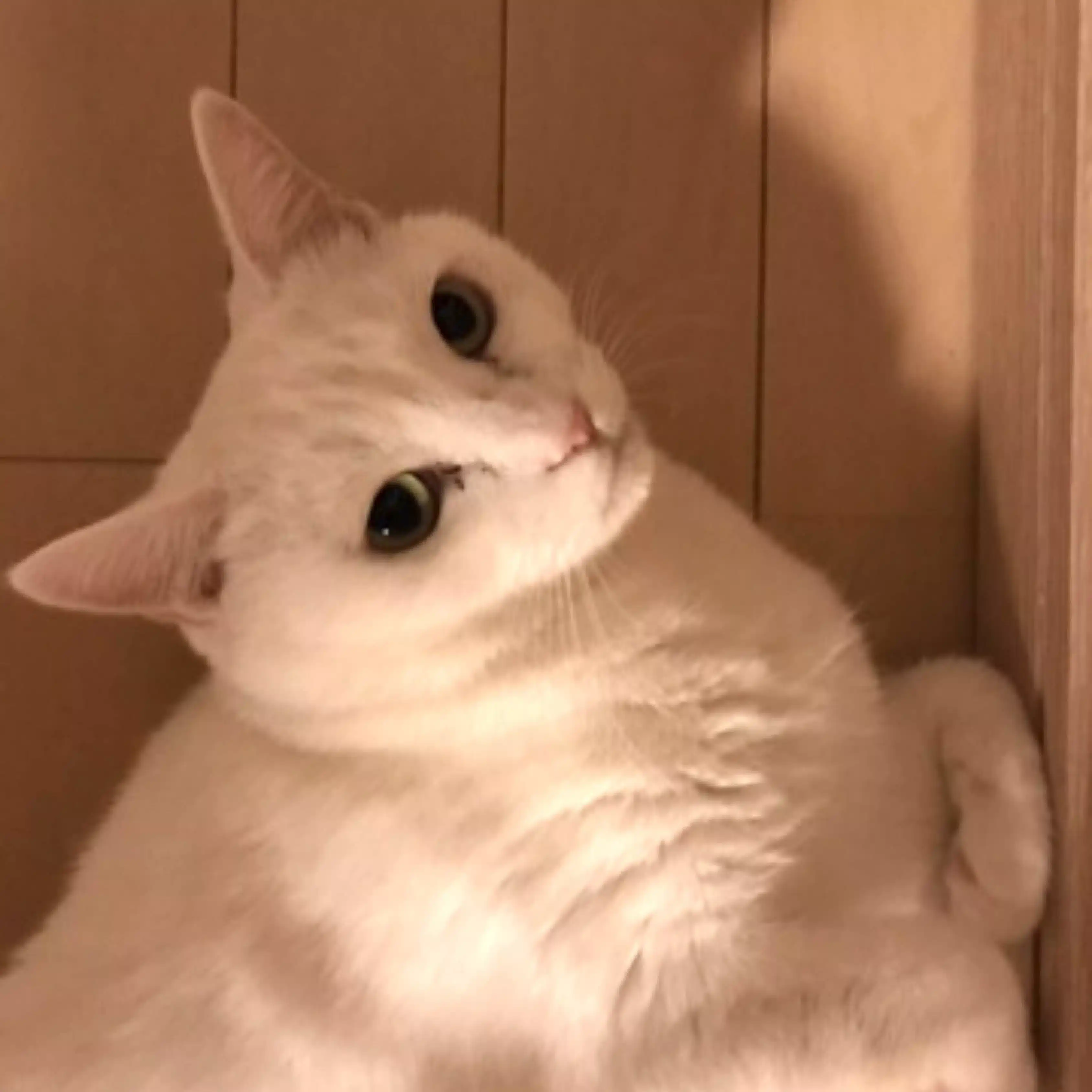 りらこ