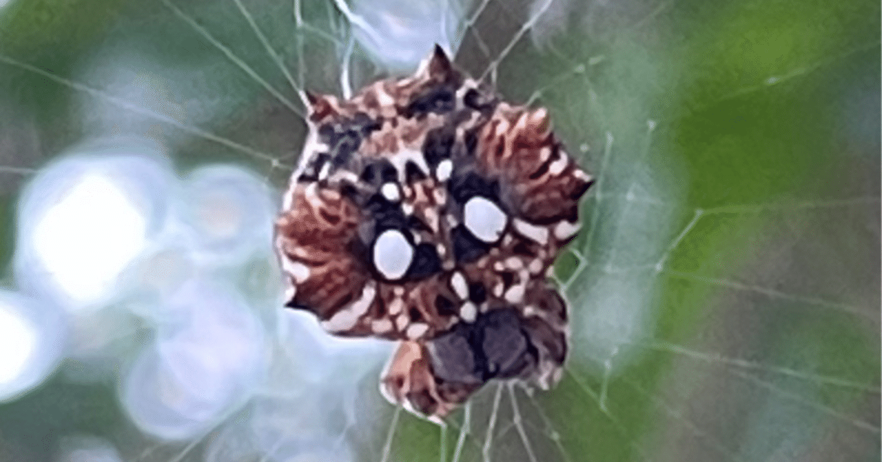 乳房棘蜘蛛｜EGGSEED