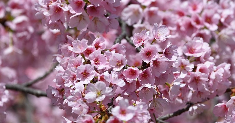 【短め短編小説】『山桜』《Bright & Hopefulなお話》（2121字）