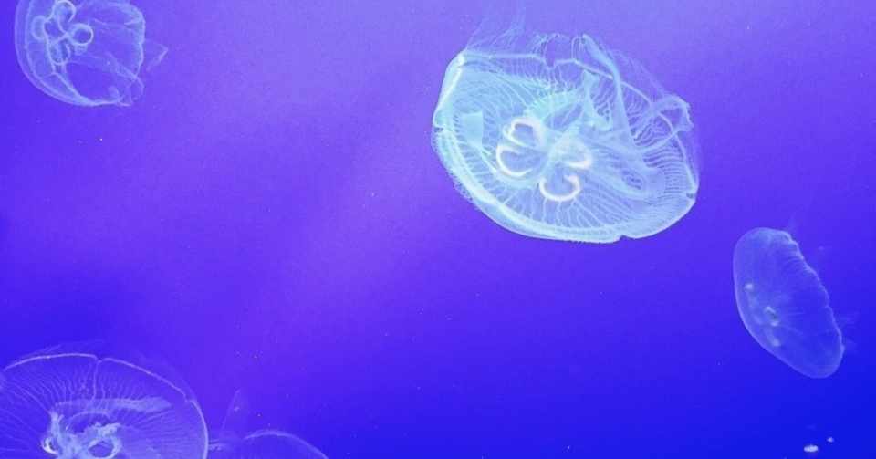 すれ違い 男性版マリッジブルーにご用心 1hanabatake Note