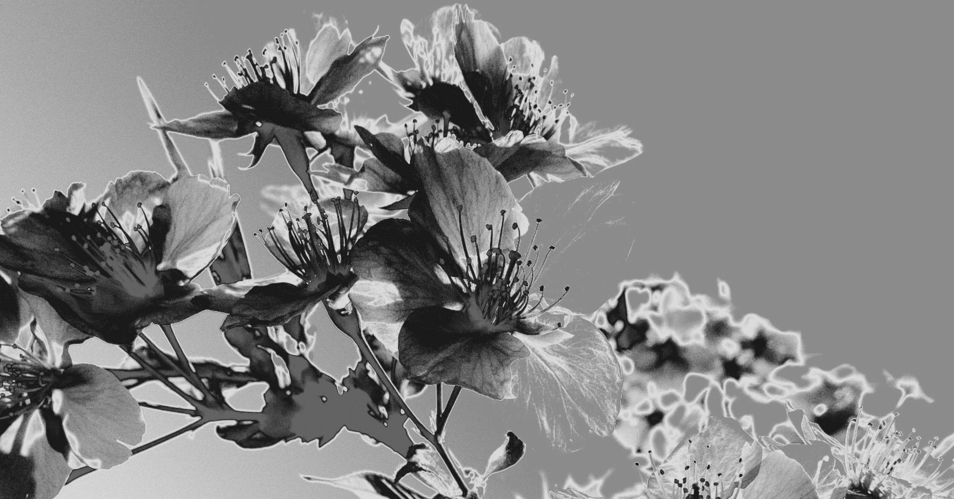 モノクロお花見(写真9枚)｜amu