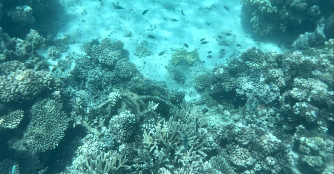 写真まとめ】フィジーの海と珊瑚礁｜mizu