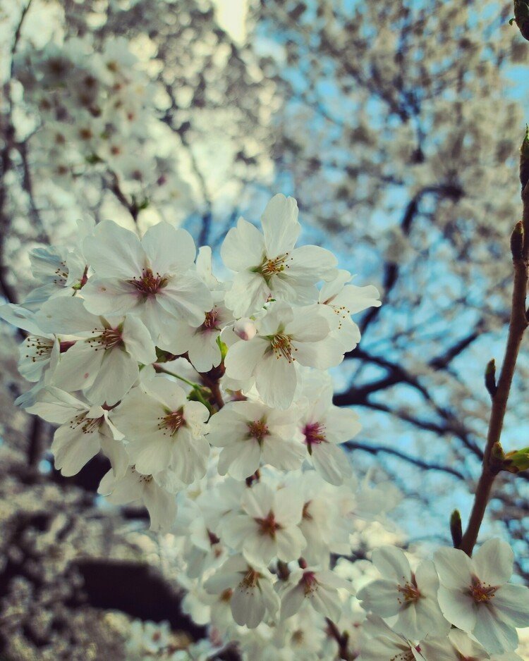 近所の森のサクラ見上げながらお昼ゴハンに買ったパンをかじる。
笑っちゃうくらい満開。
サクラたちも全員で大笑いしてこちら見てました。
春だねアハハハハー♪

#sky #spring #love #moritaMiW #flower #空 #桜 #佳い一日の終わり 