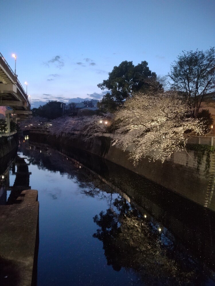 夕空、桜、神田川　（2023年3月22日撮影）
