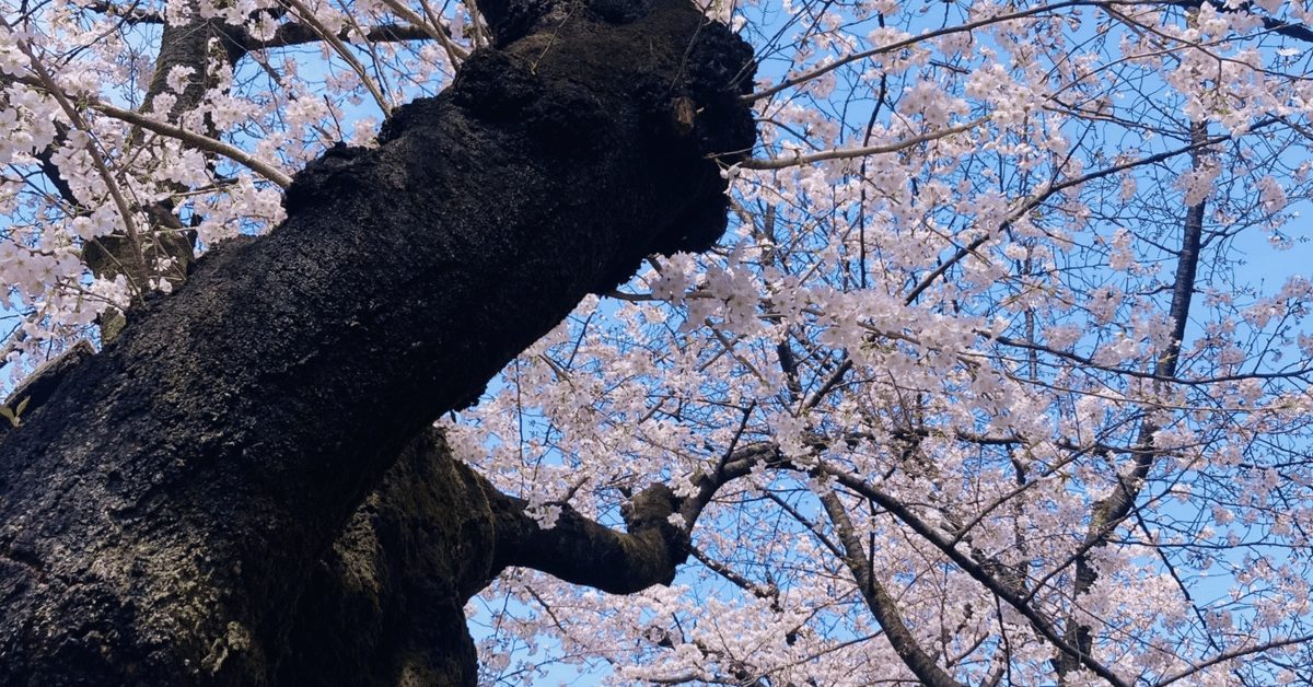 ドイツ語】「この木が最も古い」最上級の使い方 2（比較表現