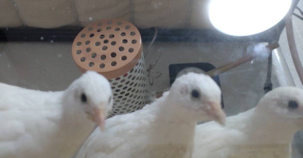 知っておきたい とある成鳥期のヒメウズラ 困った性質 ｜ひめ