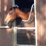 競馬垂れ流し