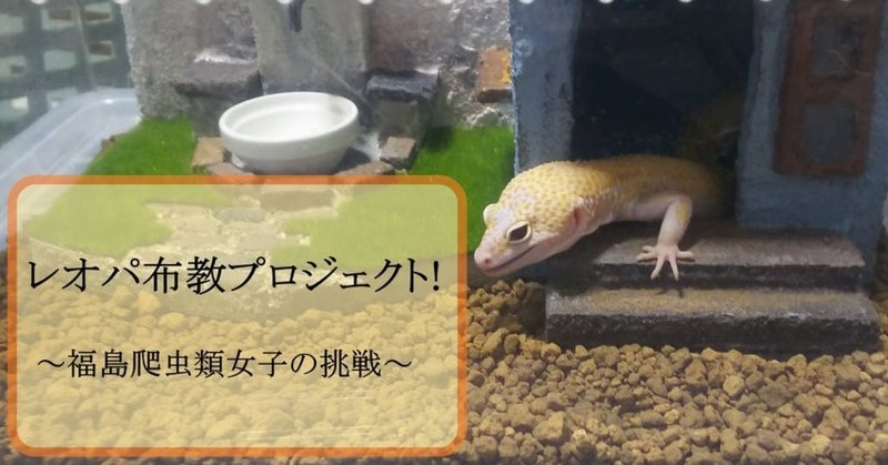 レオパ布教プロジェクト。福島爬虫類女子の挑戦