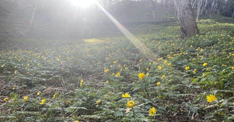 福寿草の花畑を歩く