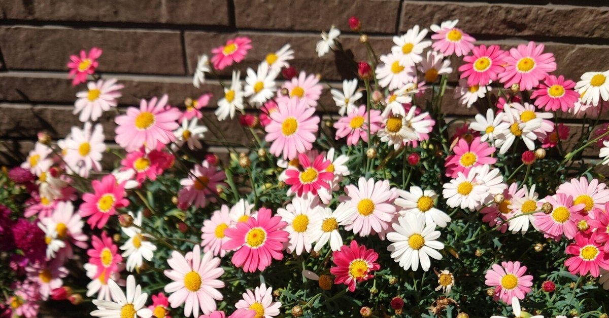 シンシアエリヴォ　三浦春馬　マシューモリソン　コンサートパンフレット 三浦春馬◇シンシア・エリヴォ コンサートパンフレット