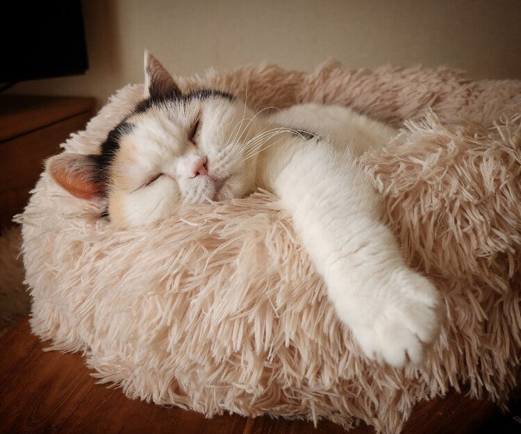 気温が上がるに連れ、ジワジワはみ出し率も上がってくる。

おはよーございます。



#cat #neko #猫 #猫の幸 #不思議猫 #独特 #猫はちいさいお坊さん #猫のいる暮らし 
https://facebook.com/cat.sachi.2014
https://instagram.com/catsachi.dogfu 