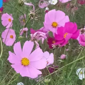 ぱんぱぱん