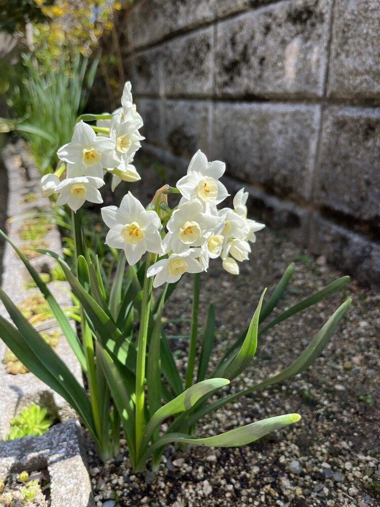 水仙の花が咲きました♪