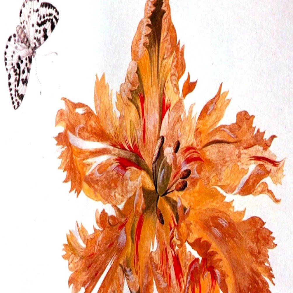 今日のART）チューリップ：マリア・ジビーラ・メーリアン｜artoday