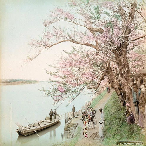 墨水桜花輝耀の景』高橋由一、1874年｜kaniko