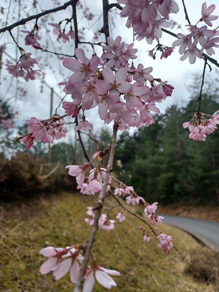 本日桜の拡大🌸やっぱり綺麗です。