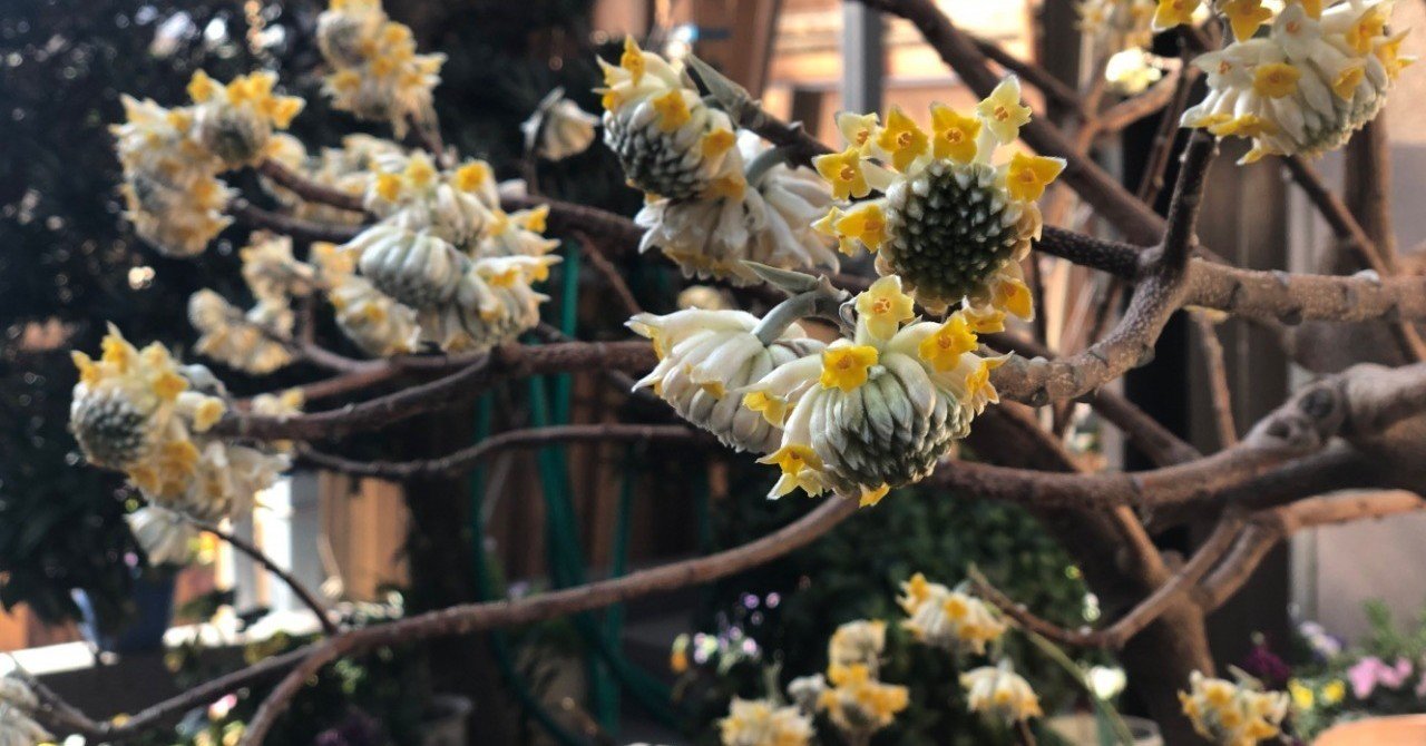 春の訪れを 待ちかねたように咲く三椏 ミツマタ の花 Yoshimics 現役更新中 Note