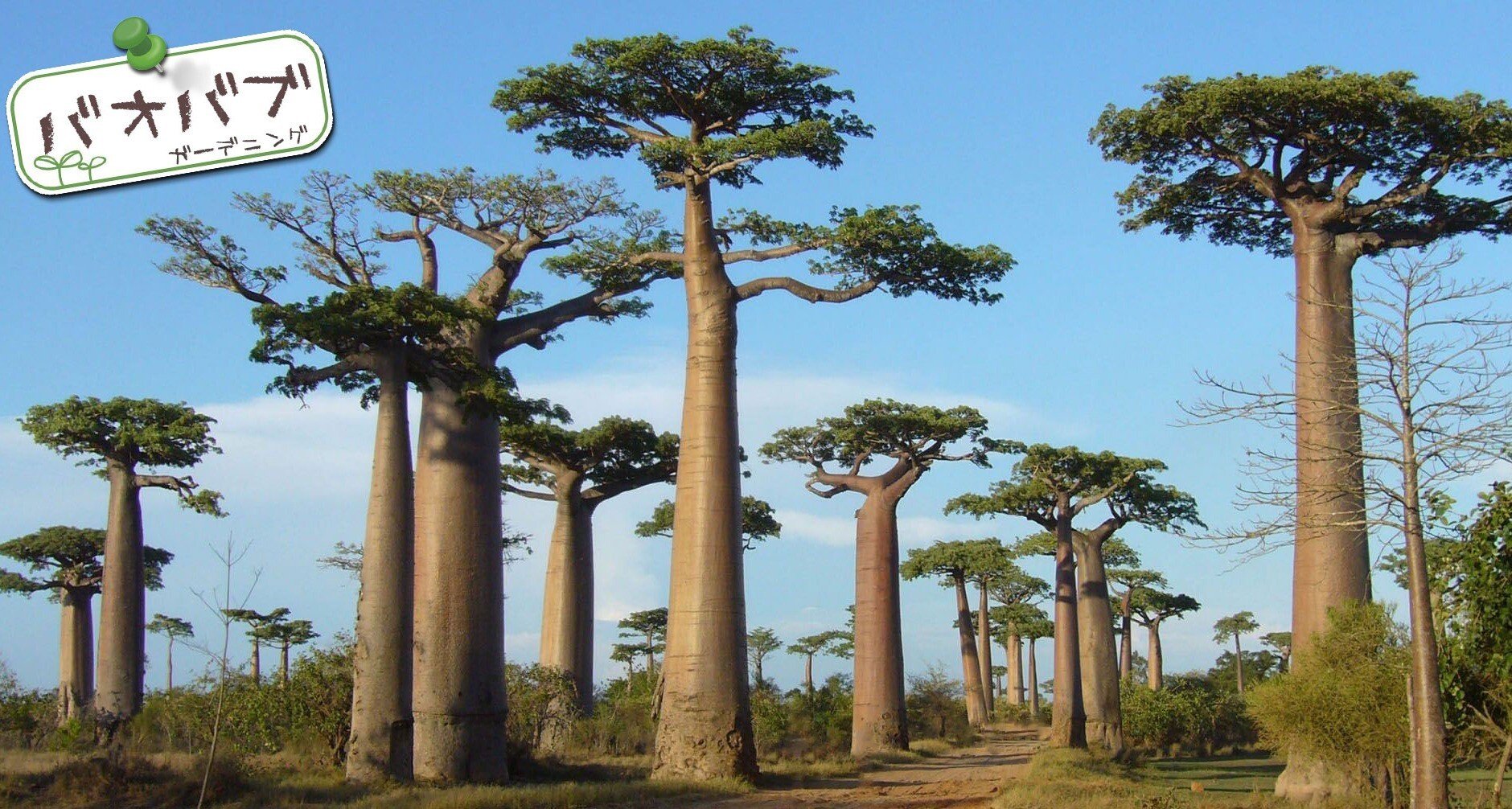 b70c4aa2518746651337e88150462a