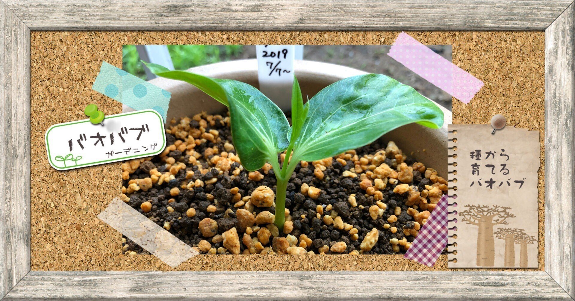 3月入荷 200粒 バオバブ アダンソニア ディギタータ 種 種子 証明書あり0 3月入荷 200粒 バオバブ アダンソニア ディギタータ 種 種子 証明書あり