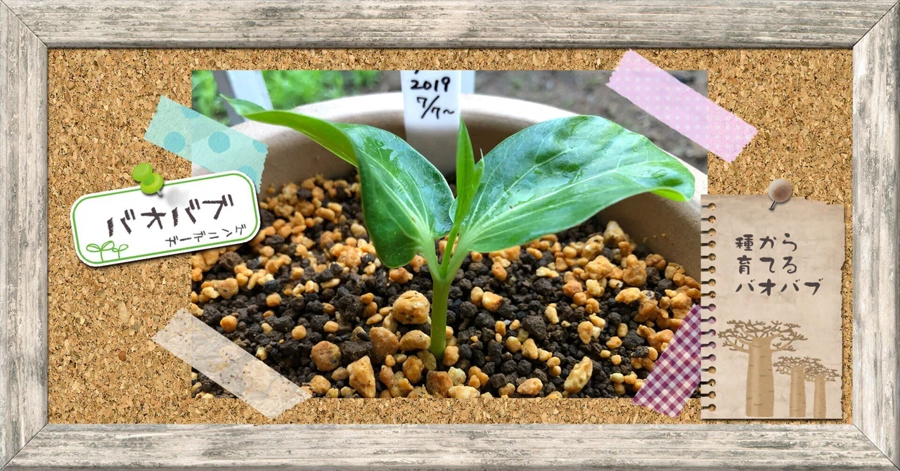種から育てたバオバブの成長記録🌱 数年後の姿もチラリ|穂の 種から育てたバオバブの成長記録🌱 数年後の姿もチラリ|穂の