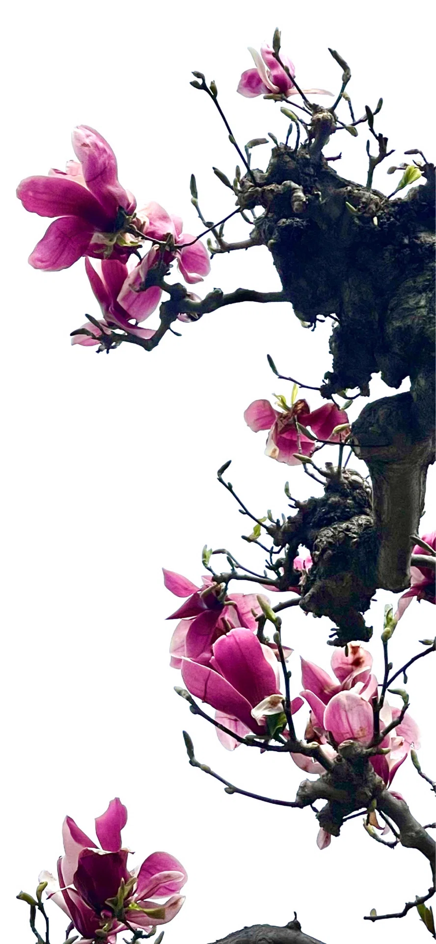 SAUCER MAGNOLIA』 SILHOUETTE ROMANCE SERIES｜EGGSEED