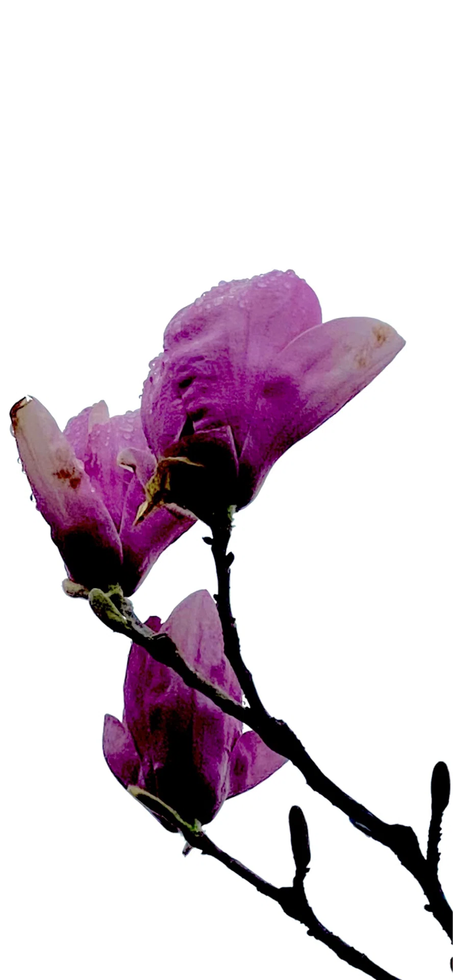 SAUCER MAGNOLIA』 SILHOUETTE ROMANCE SERIES｜EGGSEED