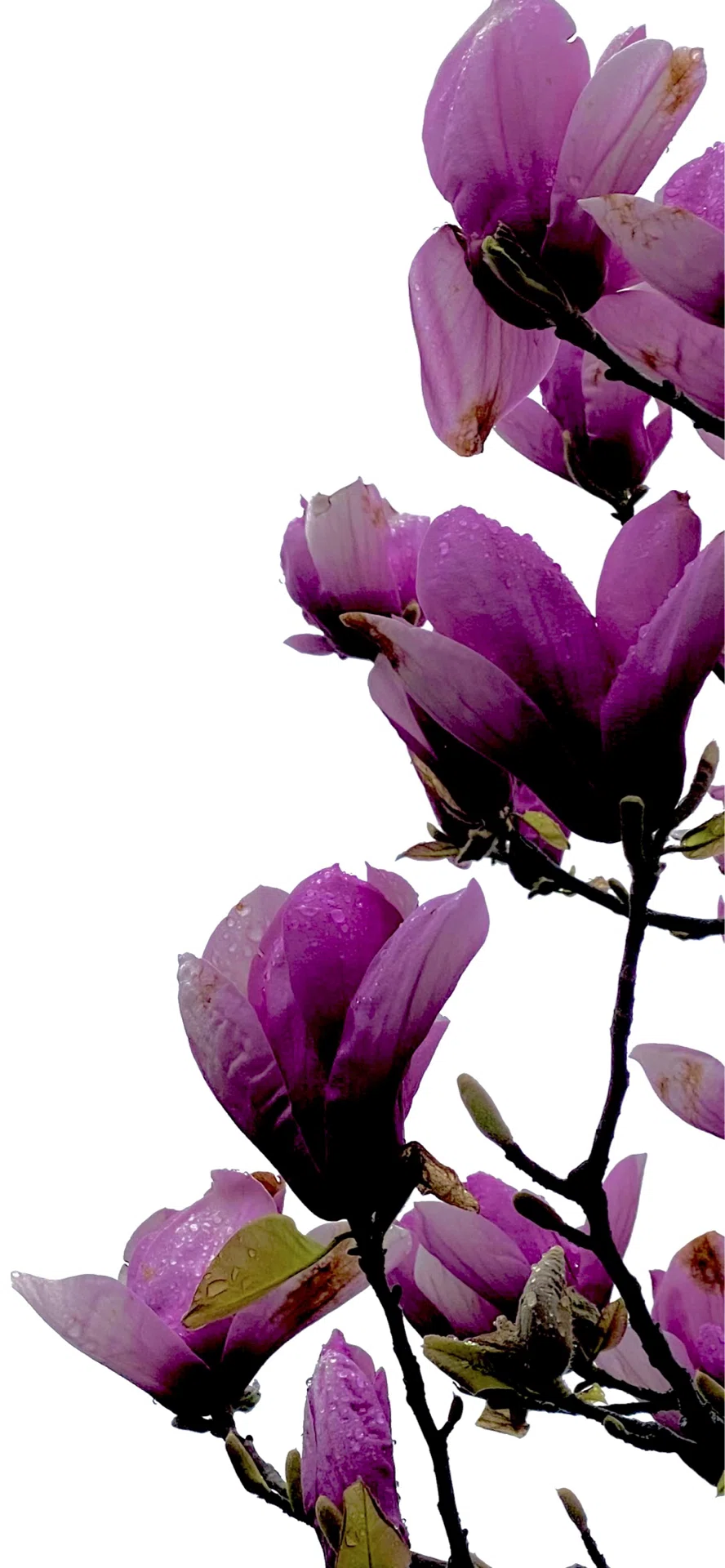 SAUCER MAGNOLIA』 SILHOUETTE ROMANCE SERIES｜EGGSEED