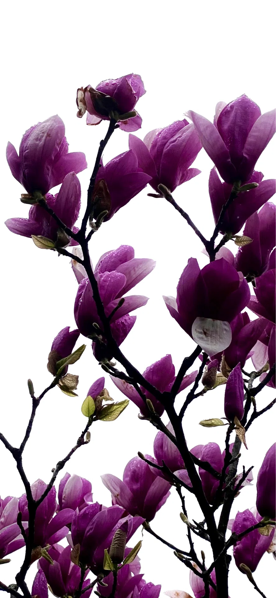 SAUCER MAGNOLIA』 SILHOUETTE ROMANCE SERIES｜EGGSEED