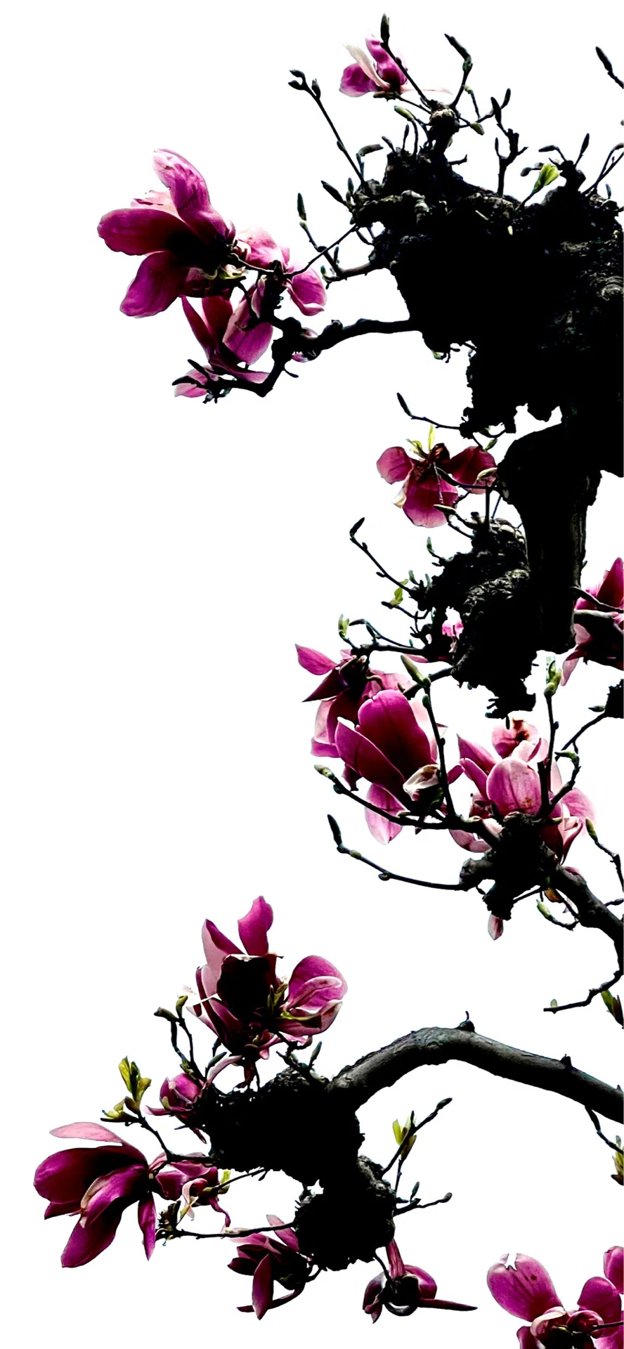 SAUCER MAGNOLIA』 SILHOUETTE ROMANCE SERIES｜EGGSEED