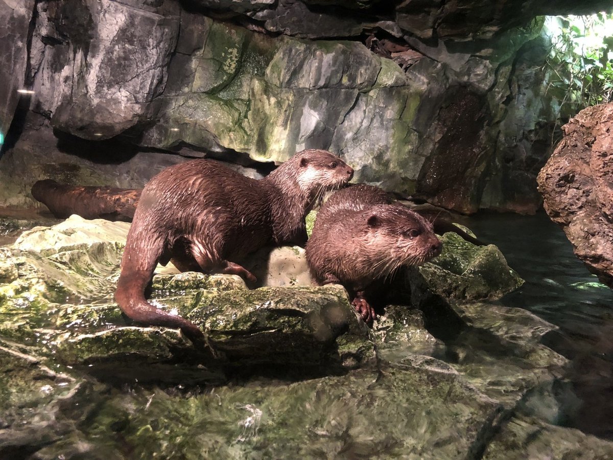 Amazon.co.jp: ネイチャーテクニカラー 海遊館 オオ