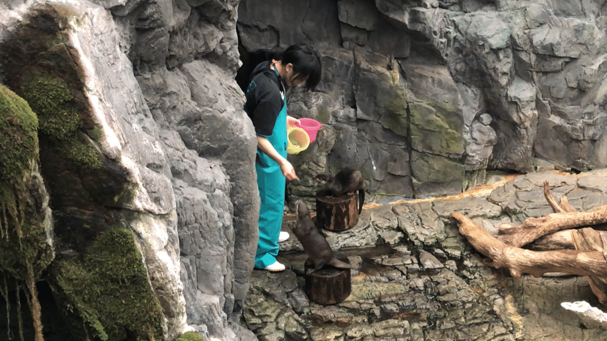 海遊館にオオサンショウウオ？｜さんしょぐま