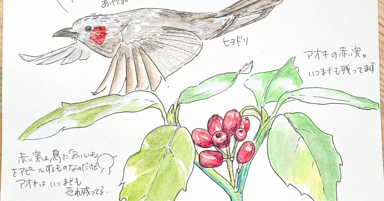 いつまでも売れ残る赤い実｜アオキ｜くますけ｜自然ガイド・クリエイター