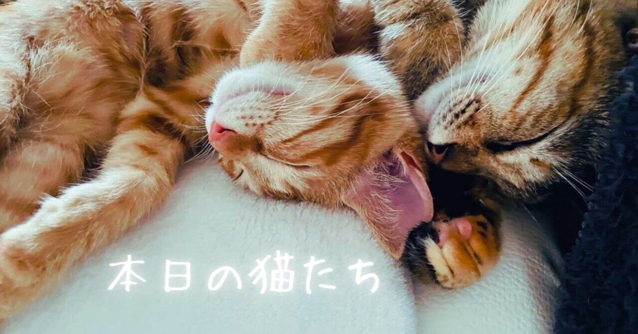 本日の猫たち #032（麦わら猫）｜MIU