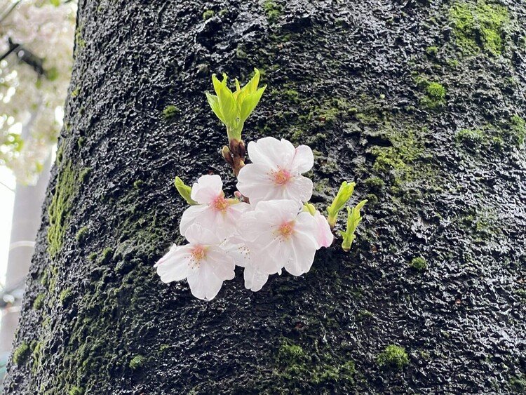 雨が降ってきた。木の幹から咲く花もある。