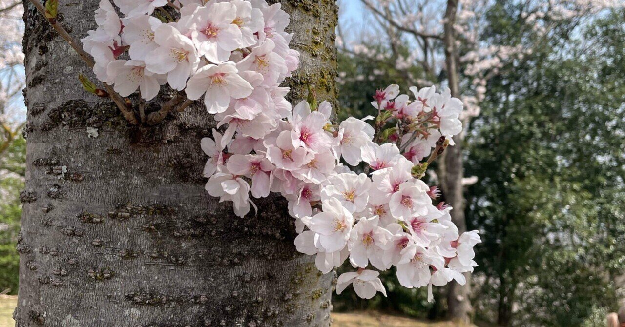 桜切る馬鹿、梅切らぬ馬鹿|TUC 桜切る馬鹿、梅切らぬ馬鹿|TUC
