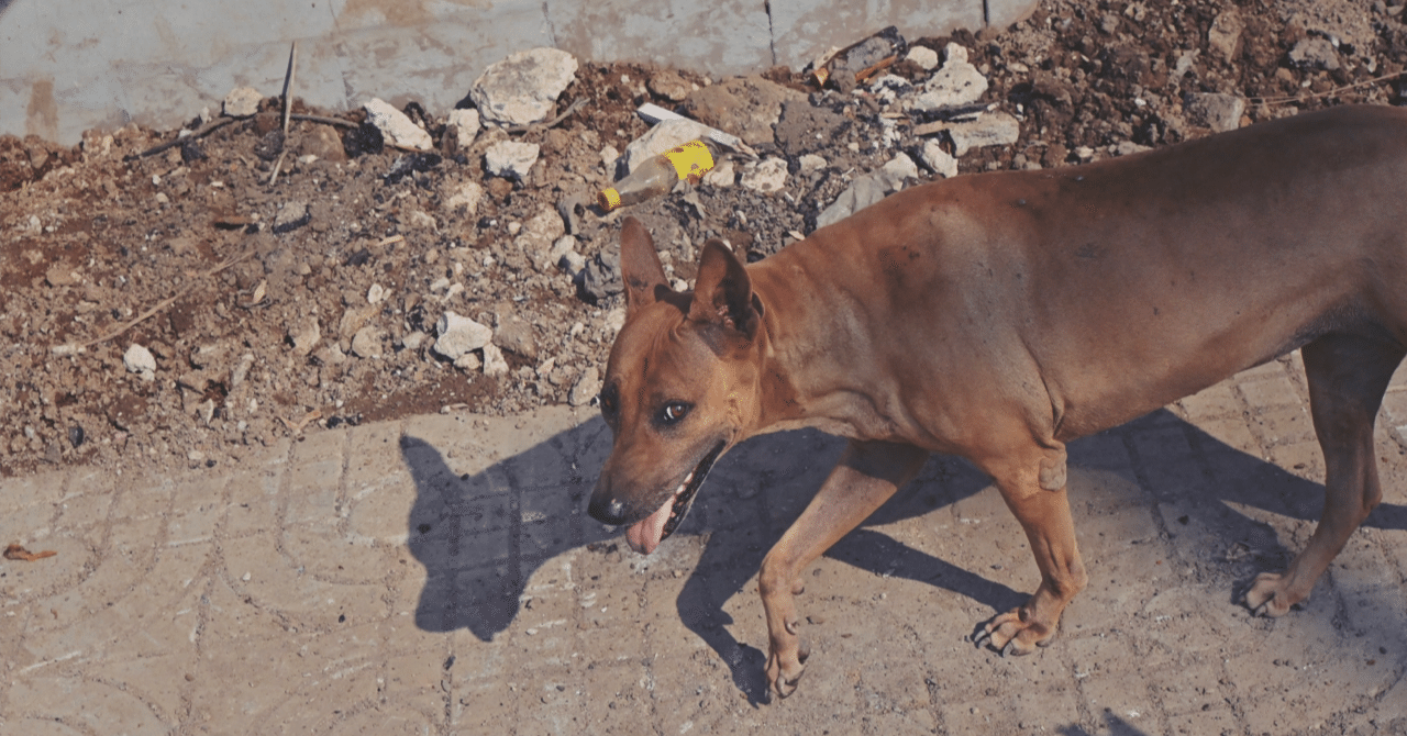 世界の犬の民話｜弟切千隼