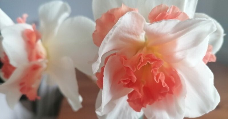 八重咲きのゴージャスなスイセン