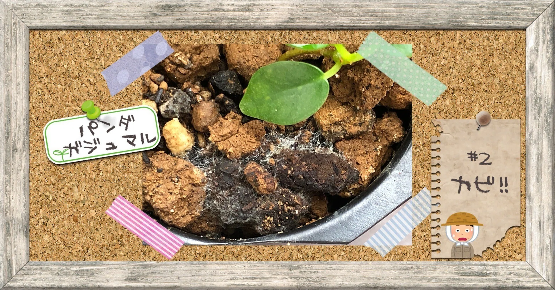 パンダガジュマルの土に白いカビが!!!｜穂の気ままライフ