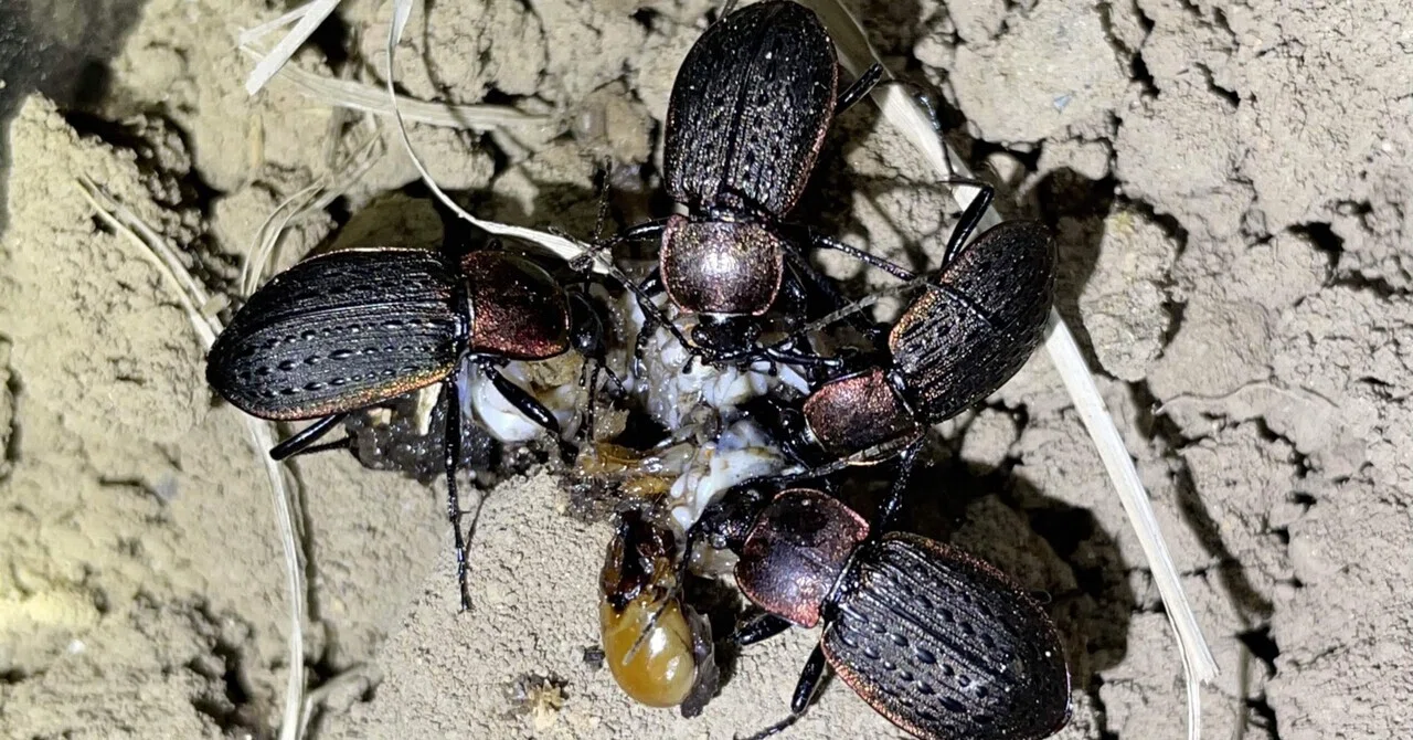 セアカオサムシの捕食｜トモロウ
