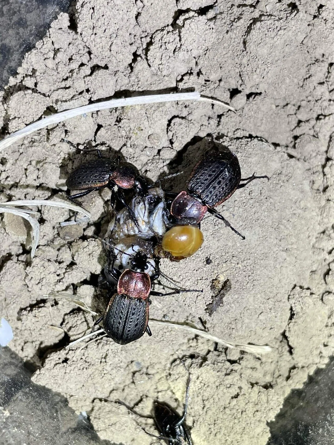 セアカオサムシの捕食｜トモロウ