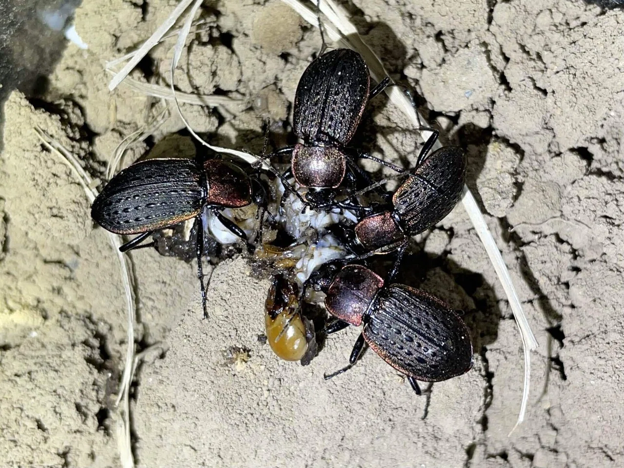 セアカオサムシの捕食｜トモロウ