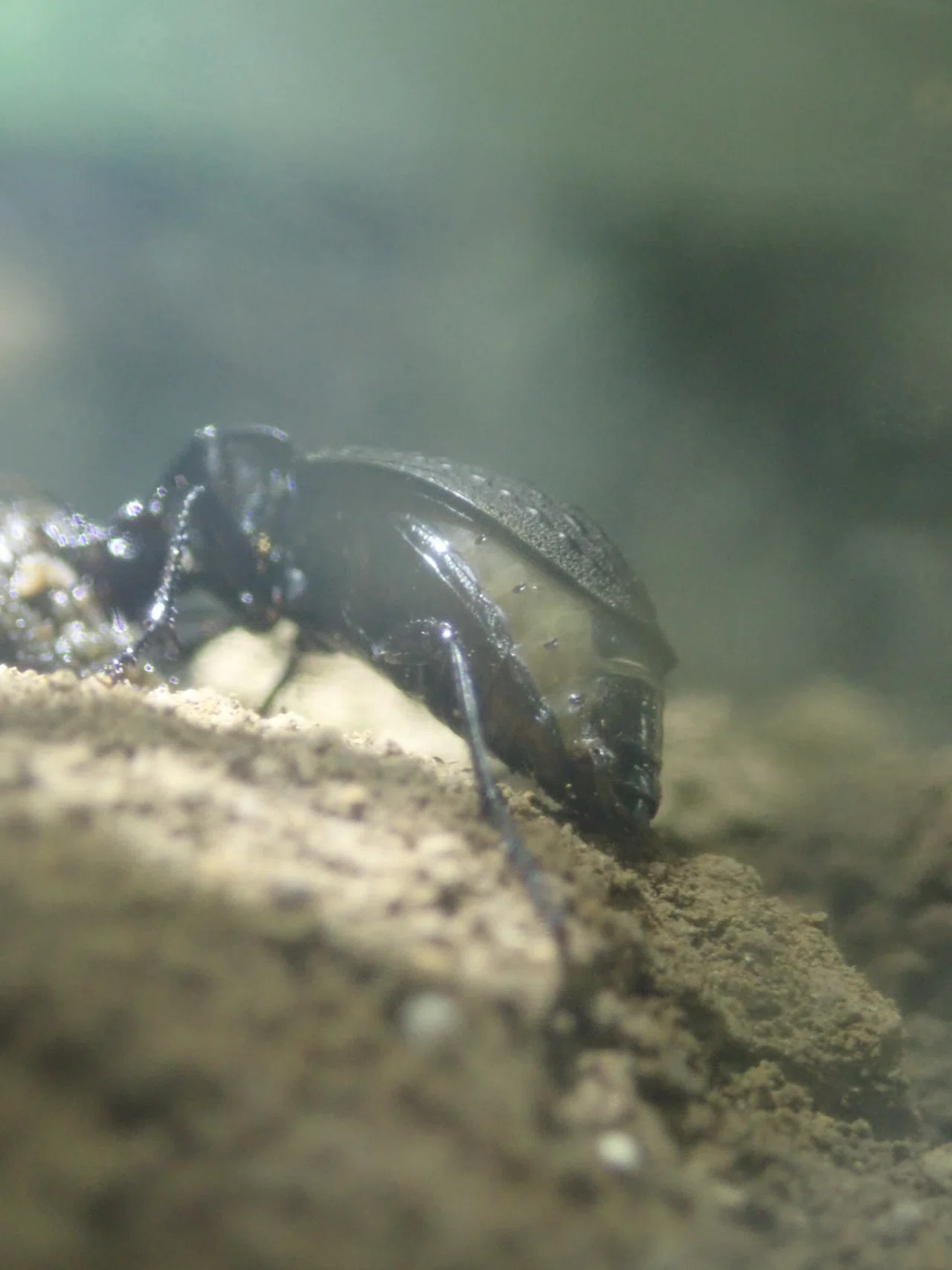 セアカオサムシの捕食｜トモロウ