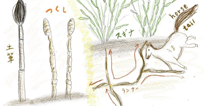 土筆 つくし と Horsetail つくし Note