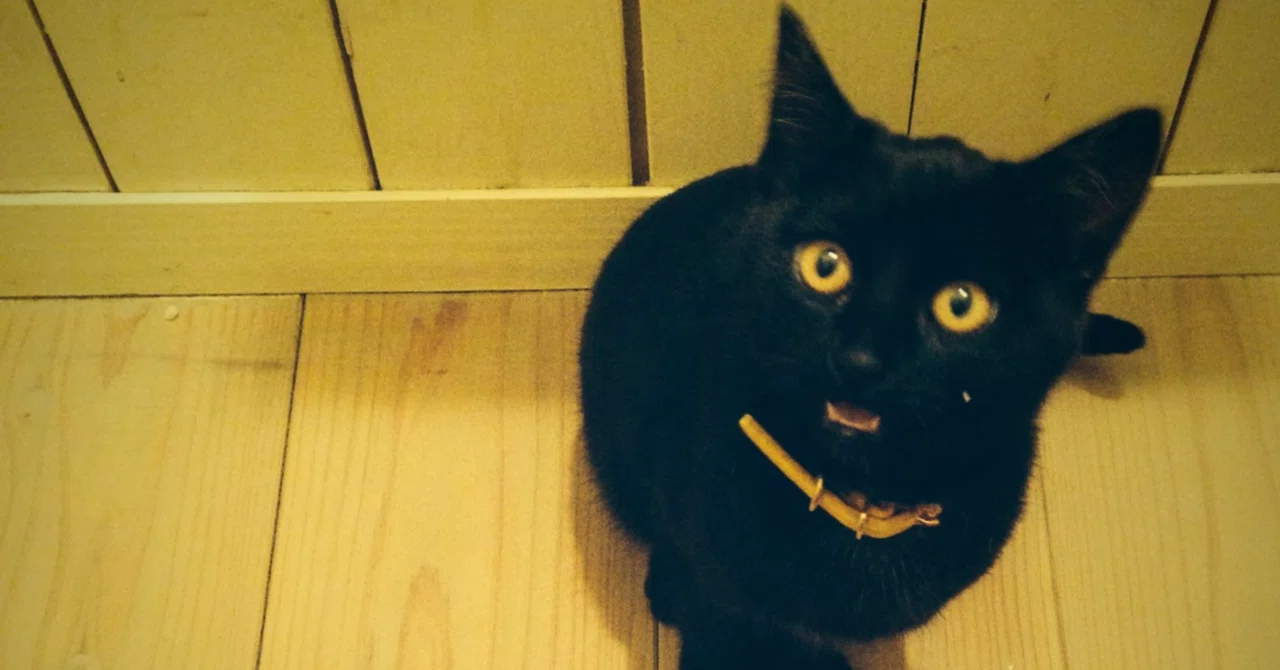 黒猫のチョコはいかが？｜三谷乃亜