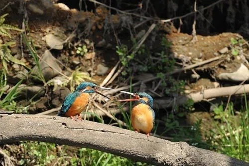 第60回 野鳥界の宝石 カワセミ(2回目)｜翆野 大地