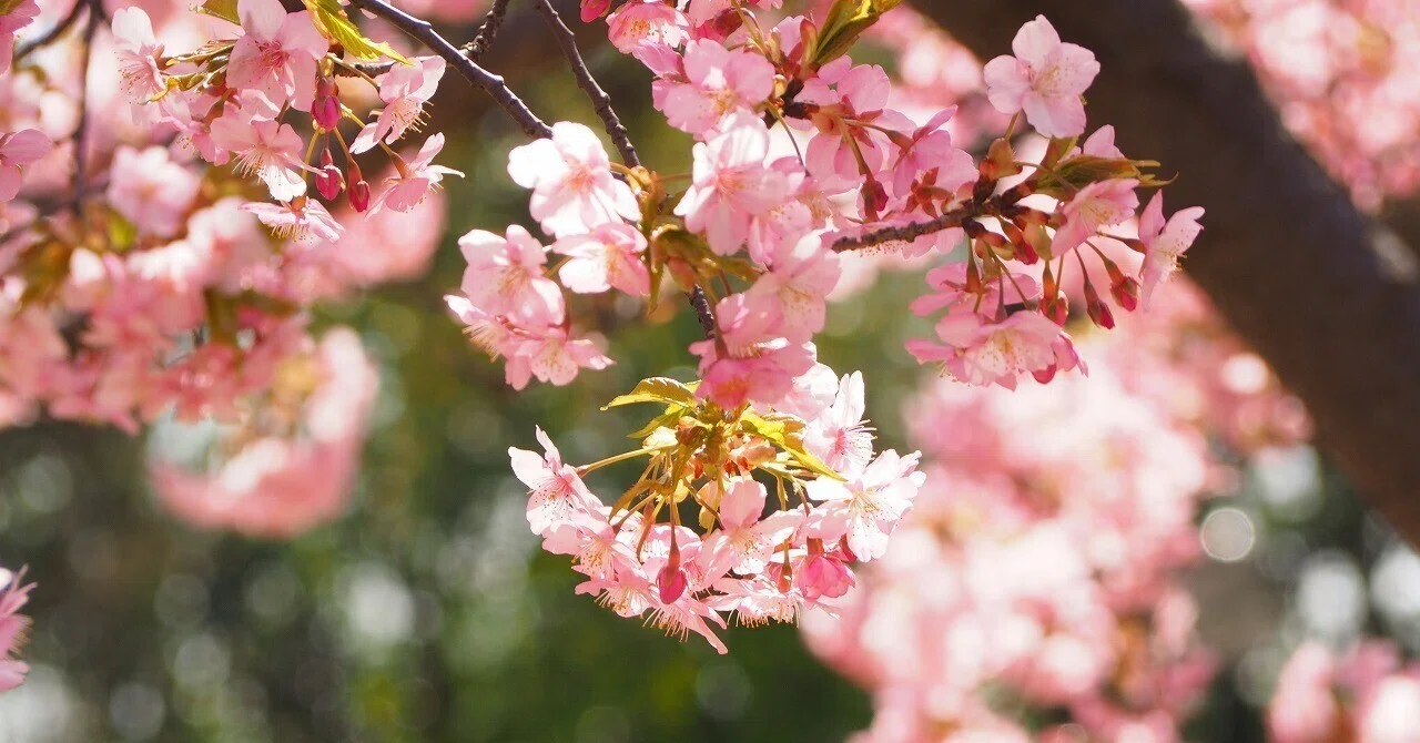 Litepi Flower Photography 058: Early-blooming cherry blossoms that call ...