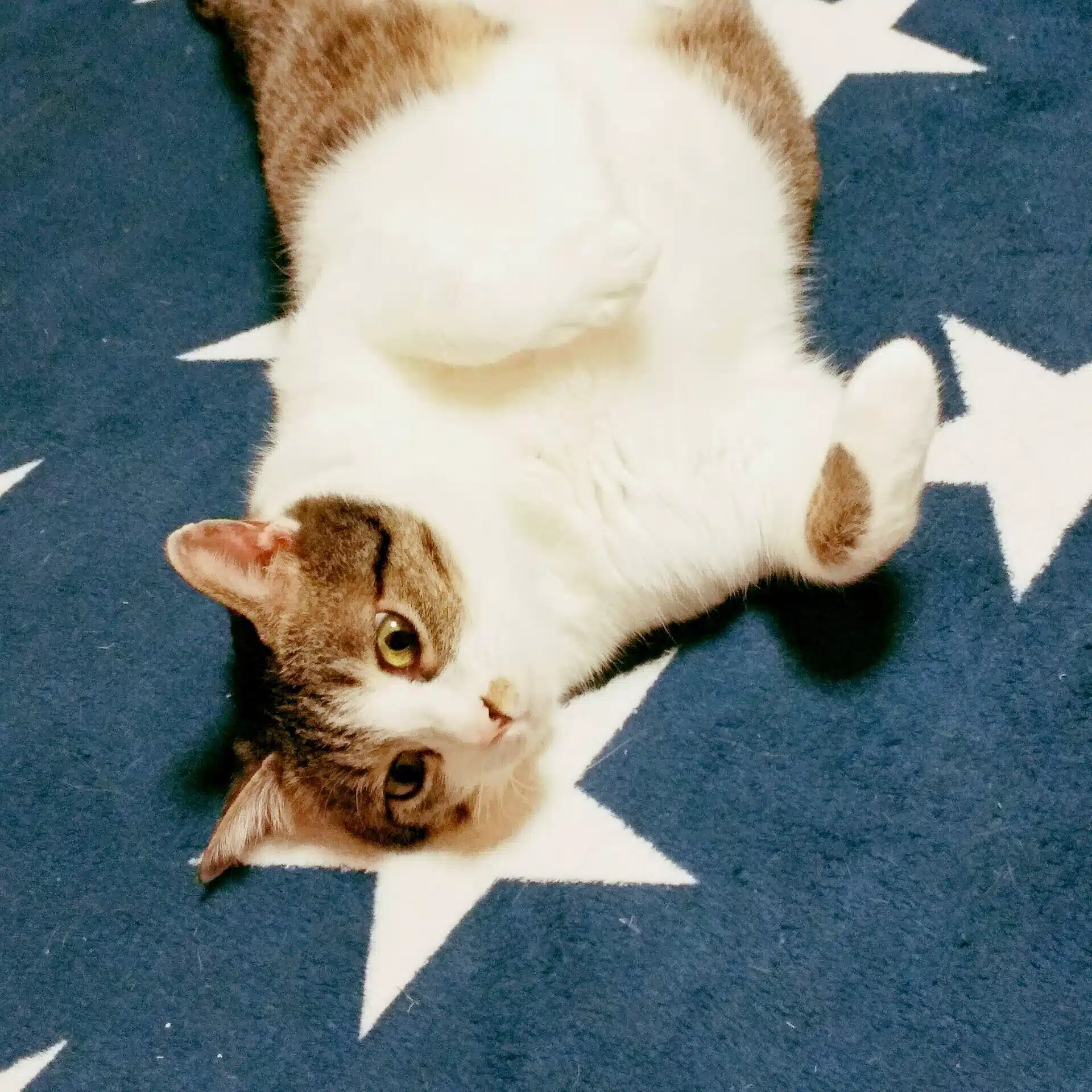 咲mama