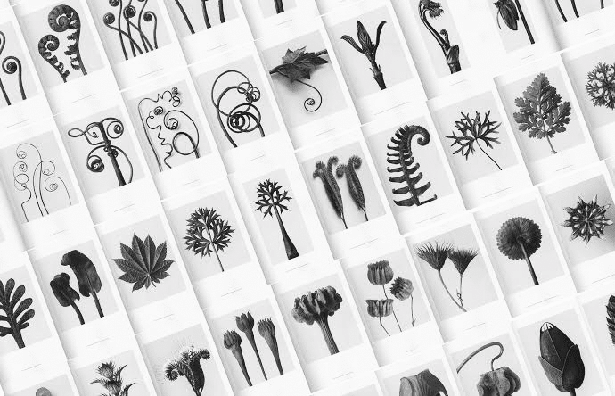 Meisterwerke / Karl Blossfeldt カール・ブロスフェルト